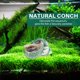thumbnail image 4 of 10CM Verde Turbo Natural Raro Real Concha De Mar Decoración Oce, 4 of 6