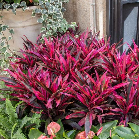 Ti Plant-Pink Pepper-Colorful houseplant  10" Pot