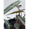 thumbnail image 6 of Bubbleblooms Alocasia Kris Plant- Sanderiana, 4 Inch Pot, Abundant Foliage, 6 of 8