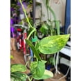 thumbnail image 2 of 4 inch pot- Scindapsus Jade Satin Pothos Rare Find collection Item - Exact Plant Sep 11, 2024, 2 of 3