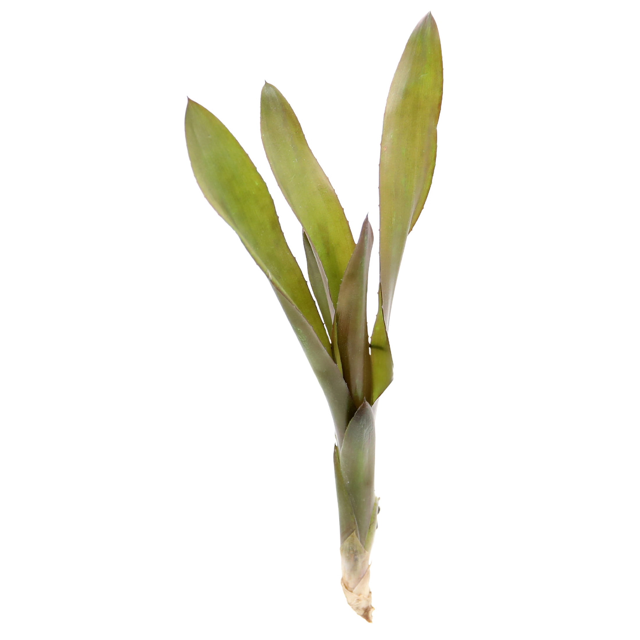 ReptiCulture Voodoo Doll Bromeliad Plant 3 ct