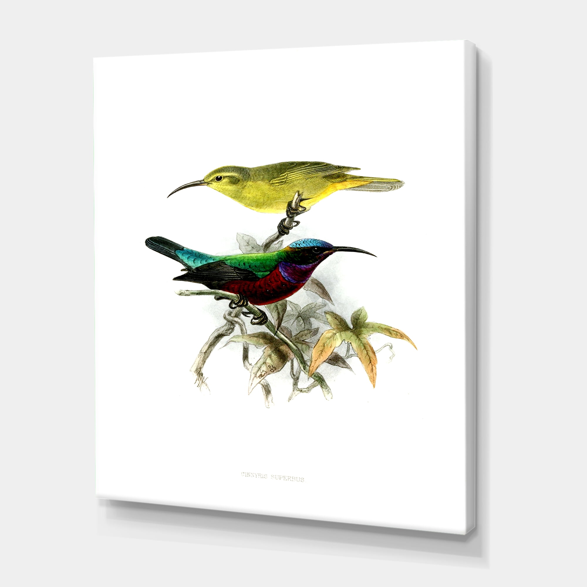 Designart ' Ancient Australian Birds XV ' Traditional Canvas Wall Art Print