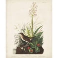 thumbnail image 3 of Audubon, John James 20x24 Black Modern Framed Museum Art Print Titled - Pl 164 Tawny Thrush, 3 of 5