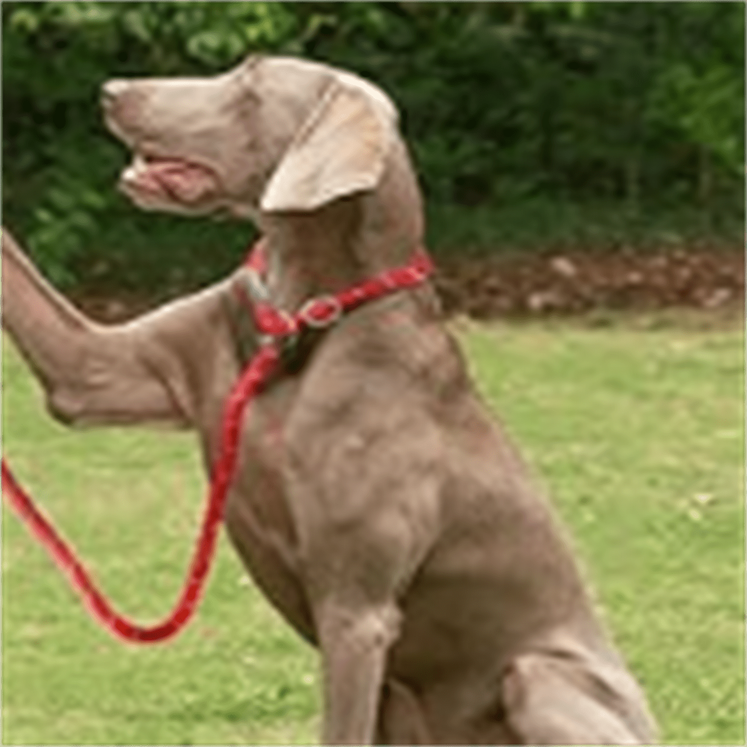 Durable Slip Lead Bulk Pack of 5, Heavy Duty 1/2" x 6 FT Comfortable Strong Rope Slip Lead for Large, Medium & Small Dogs No Pulling Pet Training Leash with Highly Reflective Red
