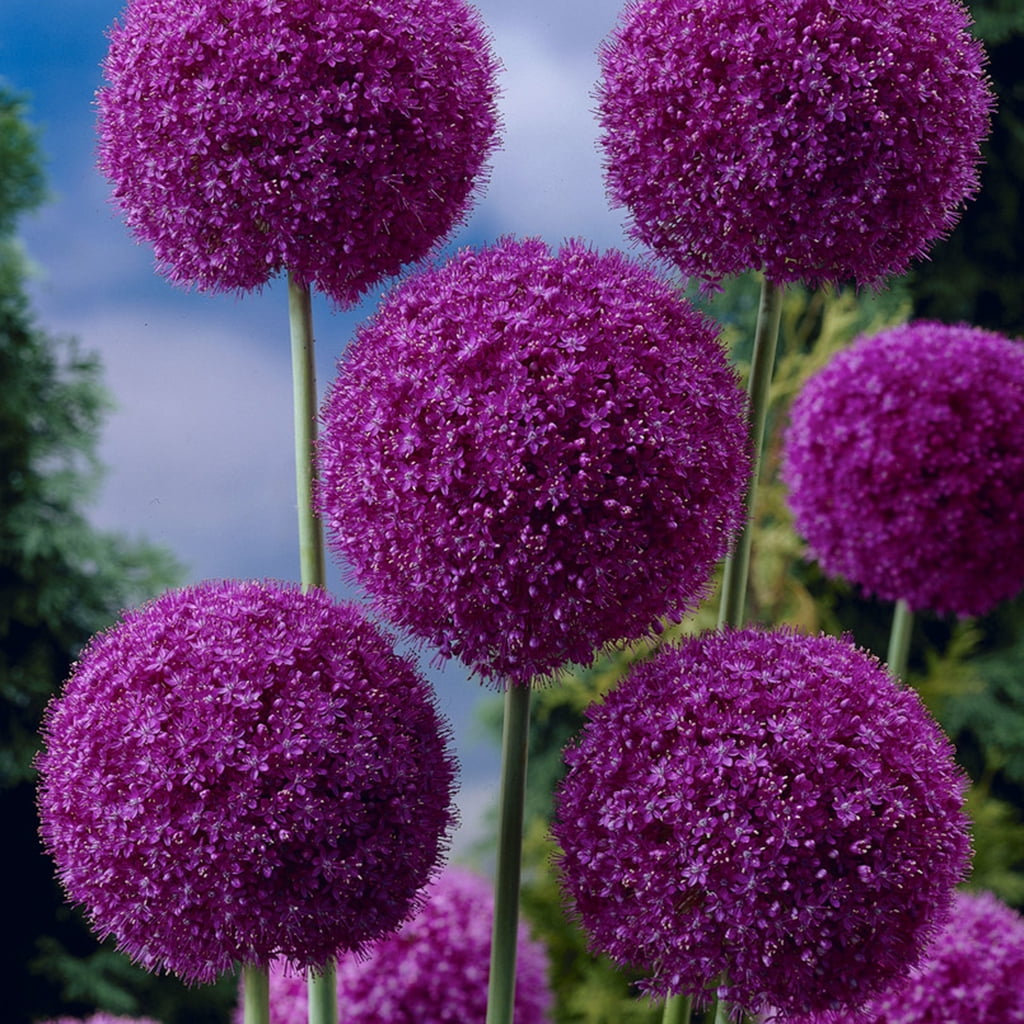 Van Zyverden Allium Giganteum Set of 1 Bulb Purple Part Sun