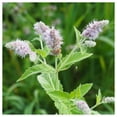 thumbnail image 2 of Everwilde Farms - 1 oz Peppermint Herb Seeds - Gold Vault Bulk Seed Packet, 2 of 3