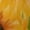style-7, variant on T Shirt For Men Sunflower Print Yellow Gerbera Flowers Awesome O Neck Popular Tee Shirt Summer Coupl