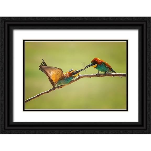 And Wei, Siyu 14x11 Black Ornate Wood Framed with Double Matting Museum Art Print Titled - Bee-Eaters Interaction