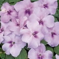 Outsidepride 100 Seeds Impatiens MMF7 Plant Lavender Shade Garden