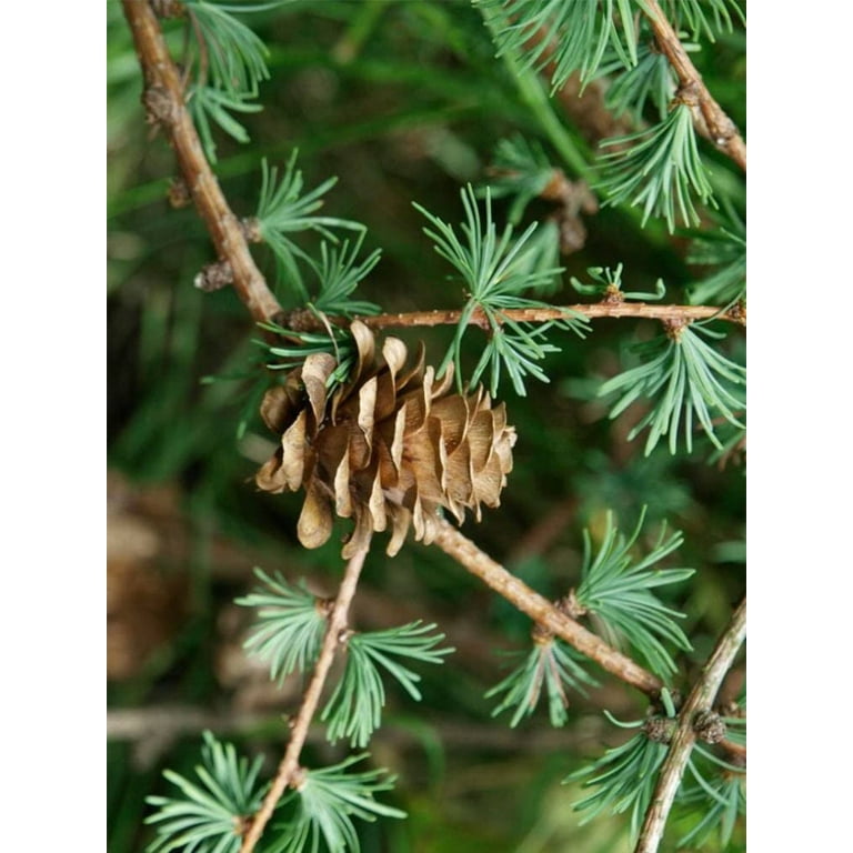 Buy Larix Kaempferi - Architectural Plants