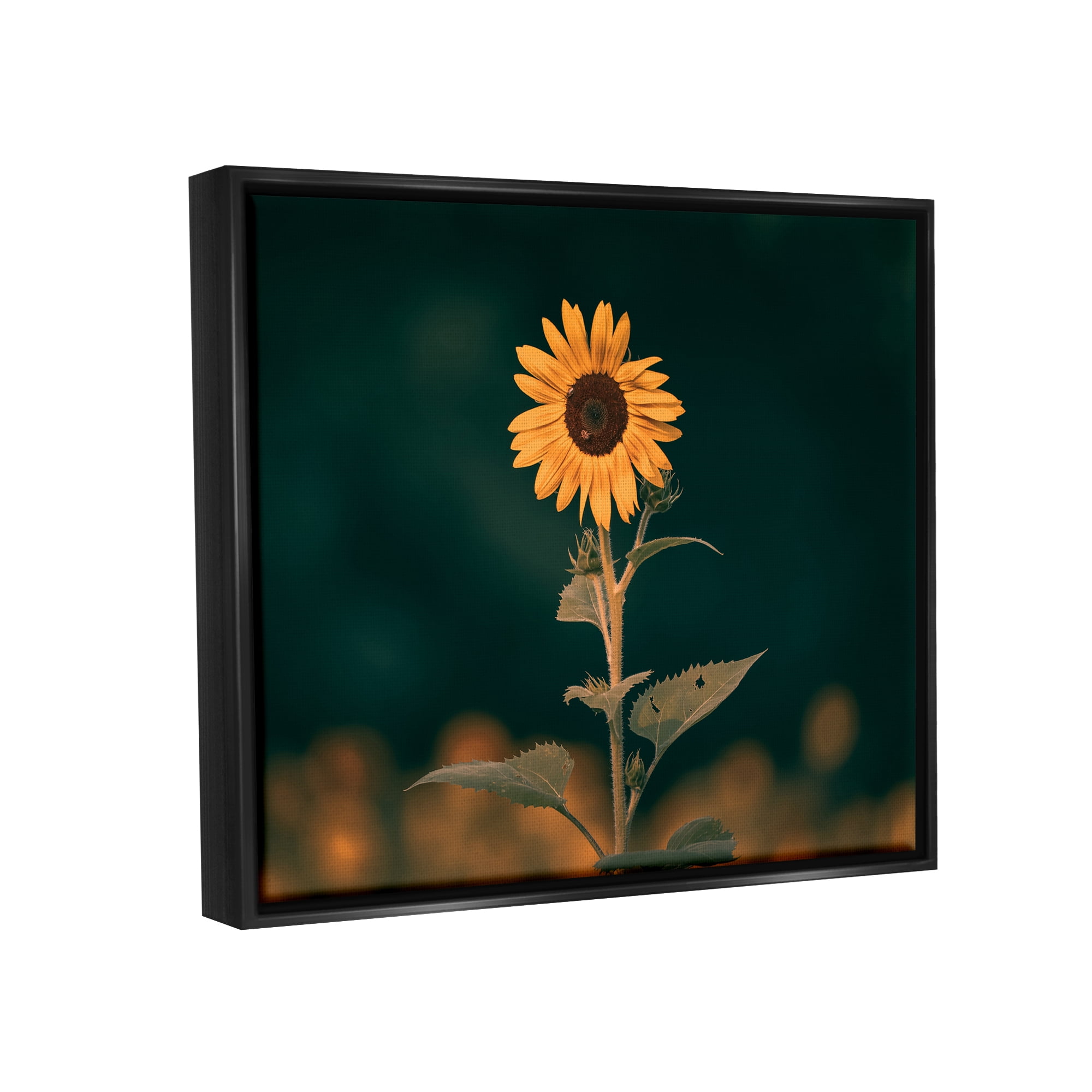 Stupell Industries Dark Sunflower Nature Botanical & Floral Photography Black Floater Framed Canvas Art Print Wall Art, 31 x 25