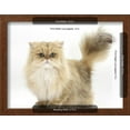 thumbnail image 3 of Golden Chinchilla Persian Female Cat, 6 Years, Framed Art Print Wall Art by Mark Taylor Sold by Art.Com, 3 of 6