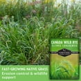 Canada Wild Rye Seeds - North American Native Full Sun Annual Grass - 1 ...