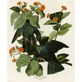 thumbnail image 2 of Vintage Apple Collection 26x30 White Modern Wood Framed Museum Art Print Titled - White Crowned Pigeon, 2 of 4