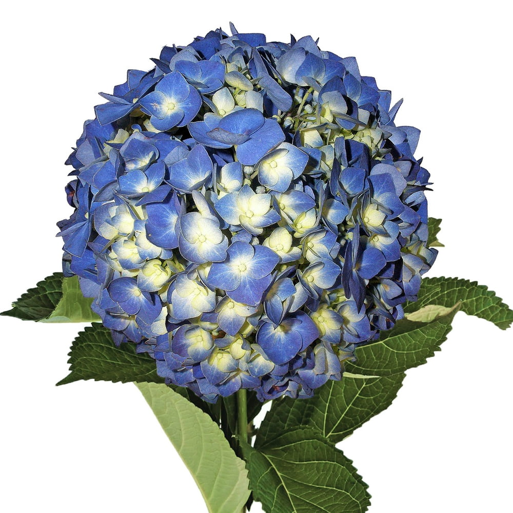 Shocking Blue Hydrangeas - Fresh Cut - 15 Stems - Walmart.com - Walmart.com