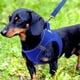 thumbnail image 2 of Chaleco de malla transpirable pequeño Joytale para perros, azul marino, 2 of 6