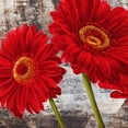 thumbnail image 3 of Thomlinson, Jenny 20x20 Black Modern Framed Museum Art Print Titled - Red Gerberas I, 3 of 5