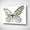 thumbnail image 2 of Epic Art 'Butterfly 3' by Stellar Design Studio, Acrylic Glass Wall Art, 24"x16", 2 of 3
