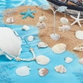 thumbnail image 2 of 30 piezas de 5 estilos de conchas marinas naturales de 1 a 2 pulgadas, conchas de playa con anilla dorada., 2 of 5