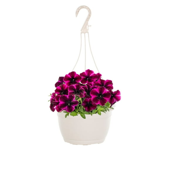 Expert Gardener 1.5gal Pink Petunia Live Annual Plant Hanging Basket Sun