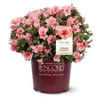 Encore Azalea Autumn Sunburst (1 Gallon) Pink and White Flowering Shrub - Full Sun Live Outdoor Plant