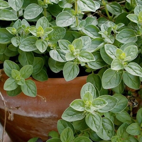 TomorrowSeeds Italian Oregano Seeds 500+ Count Packet Origanum