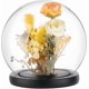 thumbnail image 1 of Campana de cristal de 15 cm con base de madera negra, tarro decorativo para manualidades, flores y recuerdos de fiesta., 1 of 6