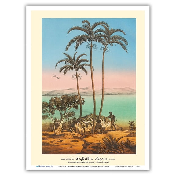King Palm Tree (Seaforthia Elegans) - Australian Aborigines - Vintage Botanical Illustration by L. Stroobart a Gard c.1860s - Master Art Print (Unframed) 9in x 12in