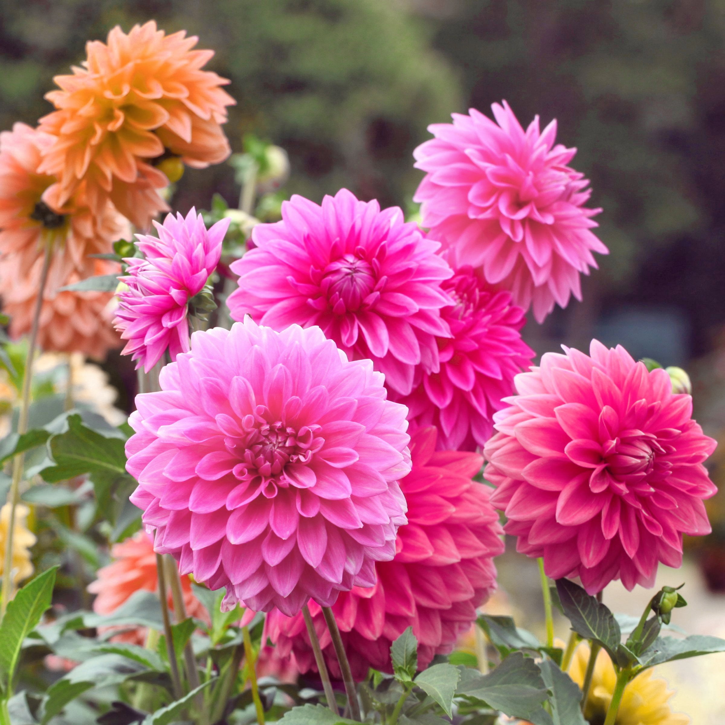 National Plant Network Dahlia Decorative Mixed Bulbs (10-Pack)