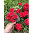 thumbnail image 2 of 4 piezas de flores de geranio rojo artificial Arbusto de geranio falso 38 CM Planta de flor de seda falsa larga para jardinera al aire libre Jardín interior Decoración del hogar JAMW Sencillez, 2 of 5
