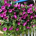 thumbnail image 5 of Nanoei Artificial Morning Glory Vine - 90cm with 18 Flowers, UV Resistant Plastic for Outdoor Garden Decor, Indoor Home Decoration (1 Pack) Purple, 5 of 5
