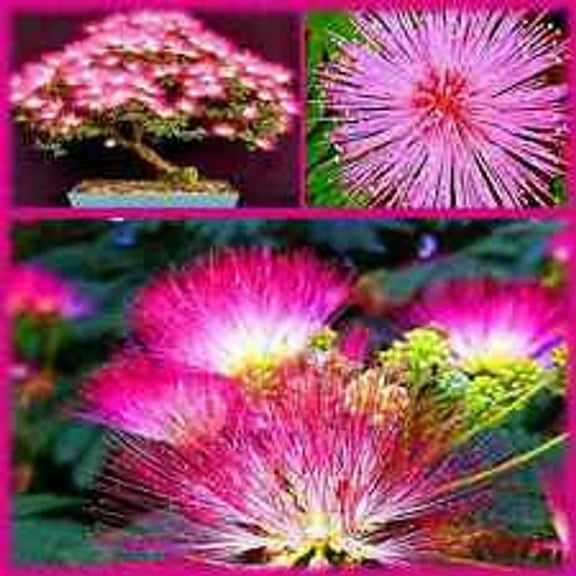 20 Bonsai Mimosa Flower Tree Seeds - Exotic and Rare Flowering Bonsai Seeds to Grow