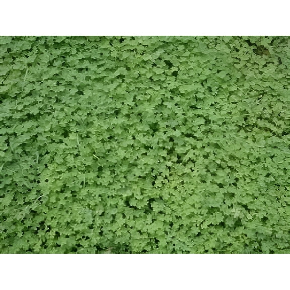 Micro Clover Seed - 1 Lb.