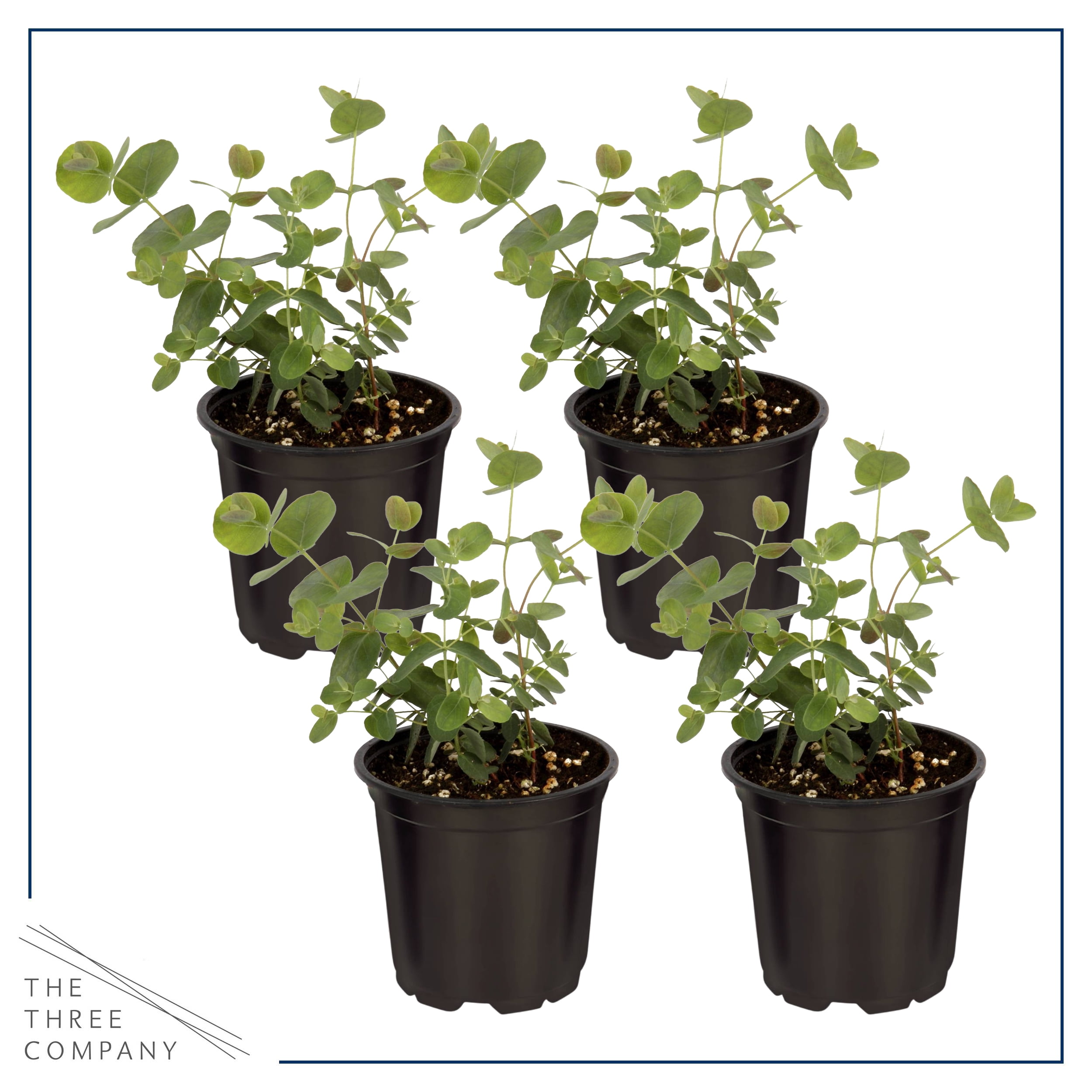 Deep Roots Live Aromatic Herb Eucalyptus (4 Plants Per Pack)