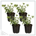 thumbnail image 5 of Deep Roots Live Aromatic Herb Eucalyptus (4 Plants Per Pack), 5 of 5