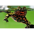 thumbnail image 2 of Smithsonian Institution 18x13 Black Modern Framed Museum Art Print Titled - Oriental Fire-bellied Toad, 2 of 4