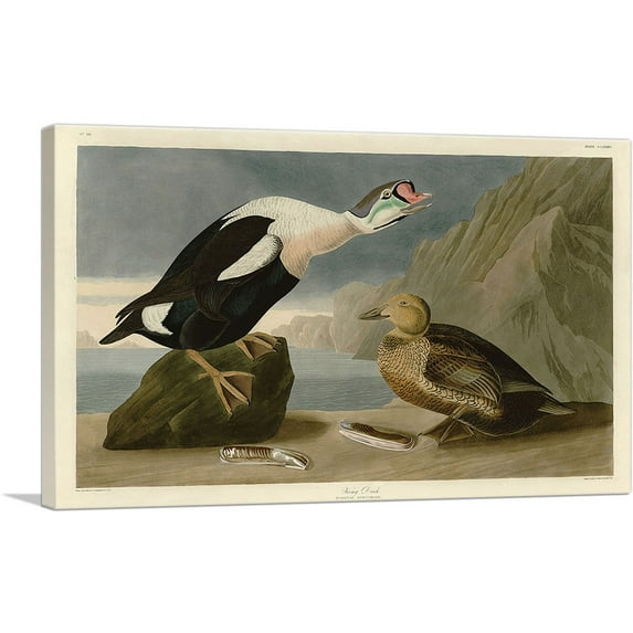 ARTCANVAS King Duck Canvas Art Print by John James Audubon - Size: 40" x 26" (0.75" Deep)