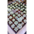 thumbnail image 2 of 2" - 128 Pack - Assorted Succulent Favors Collection - Wedding, Party Favors, Bridal Shower, Baby Shower, Arrangements, 2 of 2