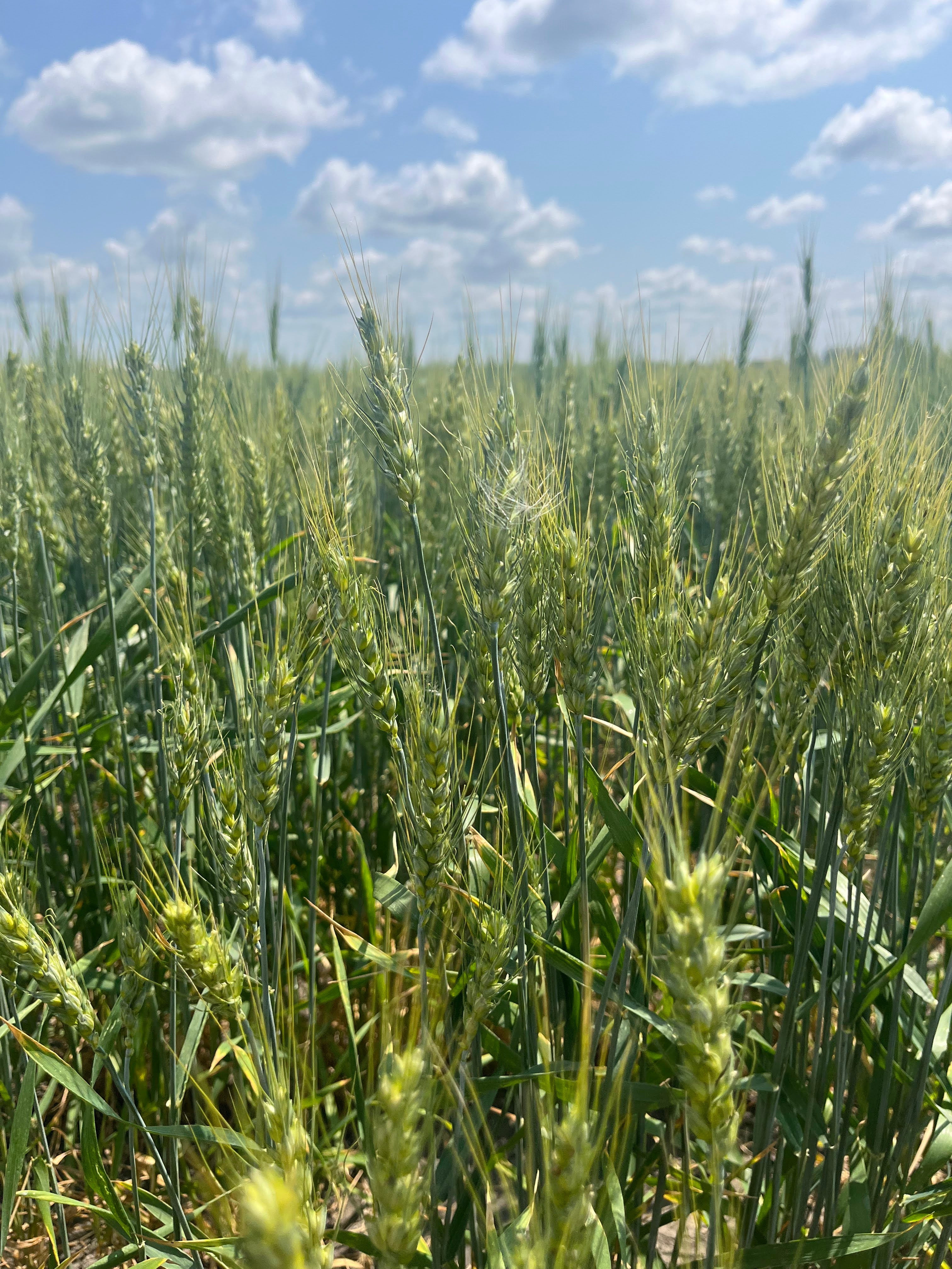 Hale Habitat & Seed Winter Wheat Food Plot Seed, 5 lbs