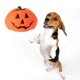 thumbnail image 3 of Juguetes de entrenamiento para perros, divertidos juguetes de calabaza, juguetes chirriantes para el entrenamiento de cachorros de perro., 3 of 5