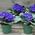thumbnail image 3 of Live African Violet Plant in 4" Pot, Blue Blooms, Colorful Flowering Houseplant for Planting Indoors, 3 of 5