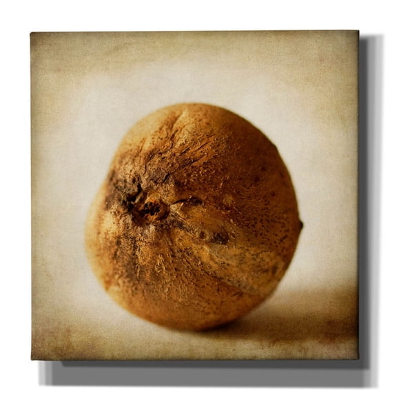 Epic Graffiti 'Oak Pods 4' by Jessica Rogers, Canvas Wall Art, 26"x26"