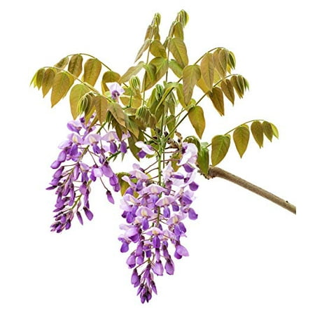 - ( 3 ) - Amethyst Falls Wisteria - Live Plant - 3 Inch Pot ( Pack of 3 )