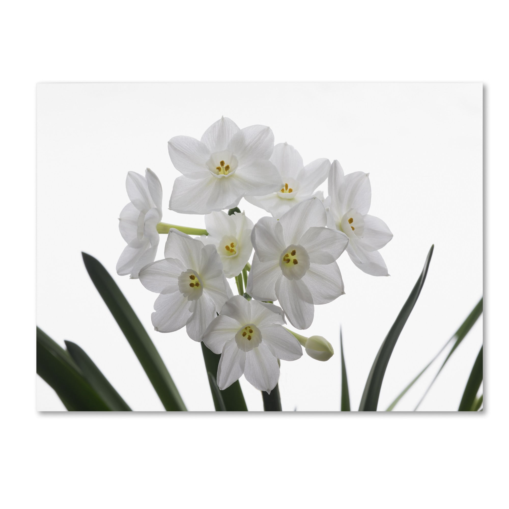 Trademark Fine Art "Paper White Bouquet" Canvas Art by Kurt Shaffer