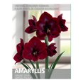 thumbnail image 1 of Amaryllis Grand Diva (1 Bulb), 1 of 2