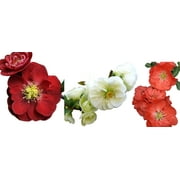 Double Take Flowering Quince Collection- 3 Plants 4" Pots -Scarlet/White/Orange