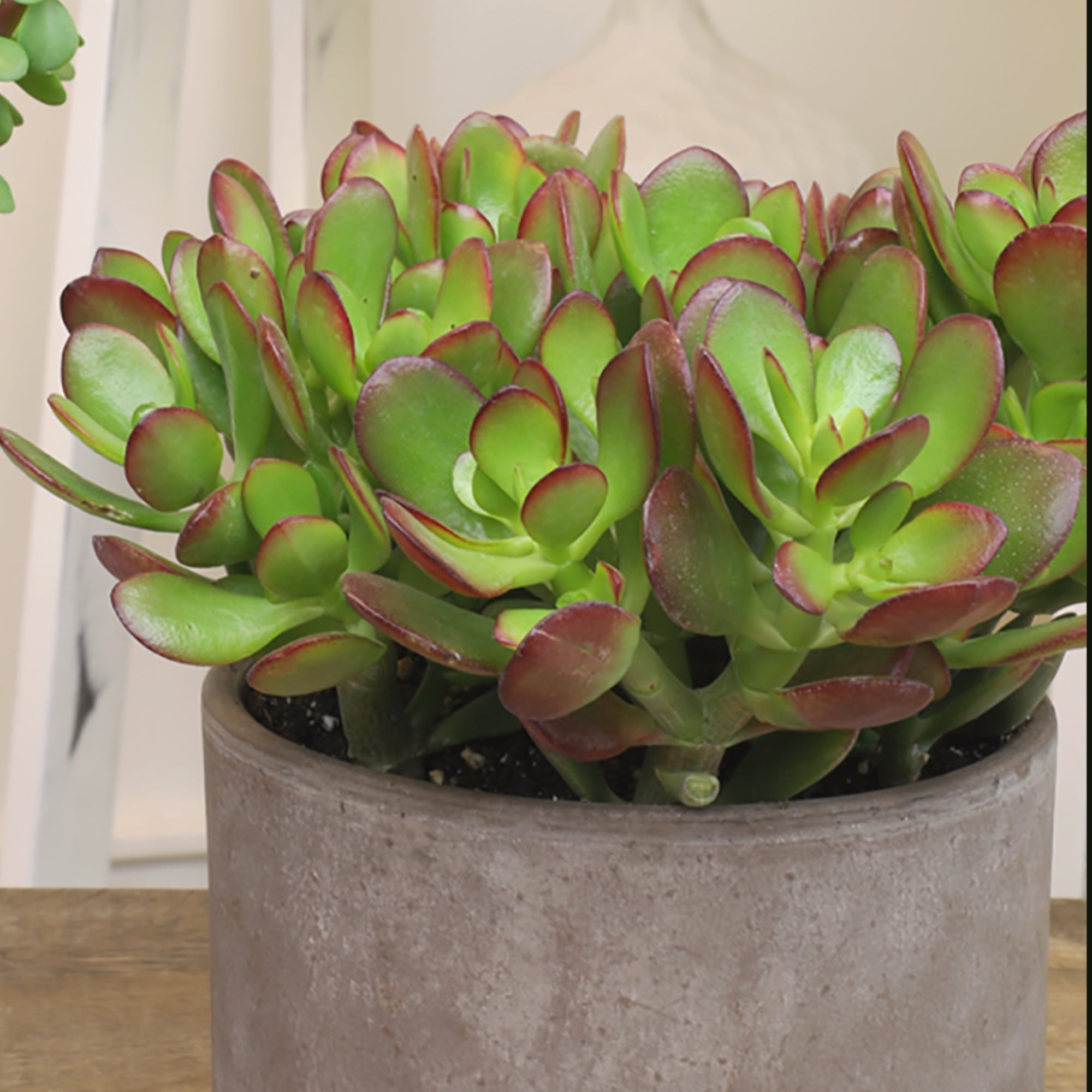 Altman Plants Classic Jade Succulents (3-pack), Easy House Plants in 3.5 in. Grower Pots