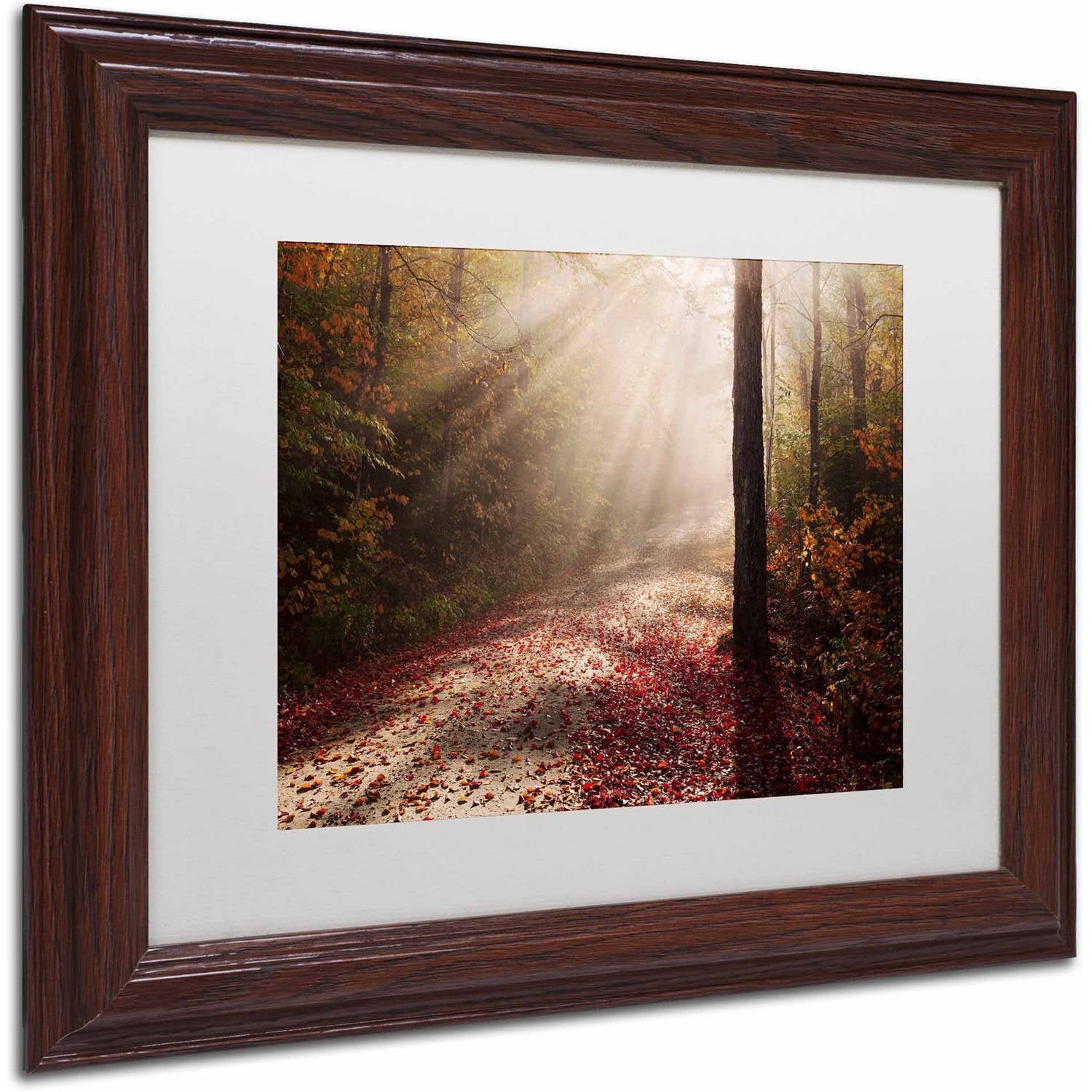 Trademark Fine Art 'Light in the Forest' Canvas Art by Michael Blanchette Photography, White Matte, Wood Frame