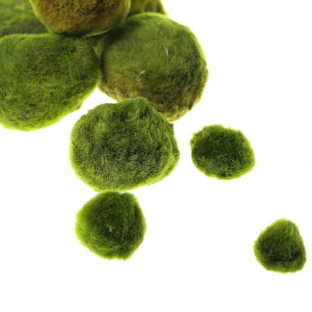 Giant Marimo Moss Balls - Live aquarium tank plants low lightNo pesticides (1.5