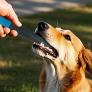 Pet Supplies Large Dog Bar Training Ideal for Bull Breeds in Open Fields for Training and Activities